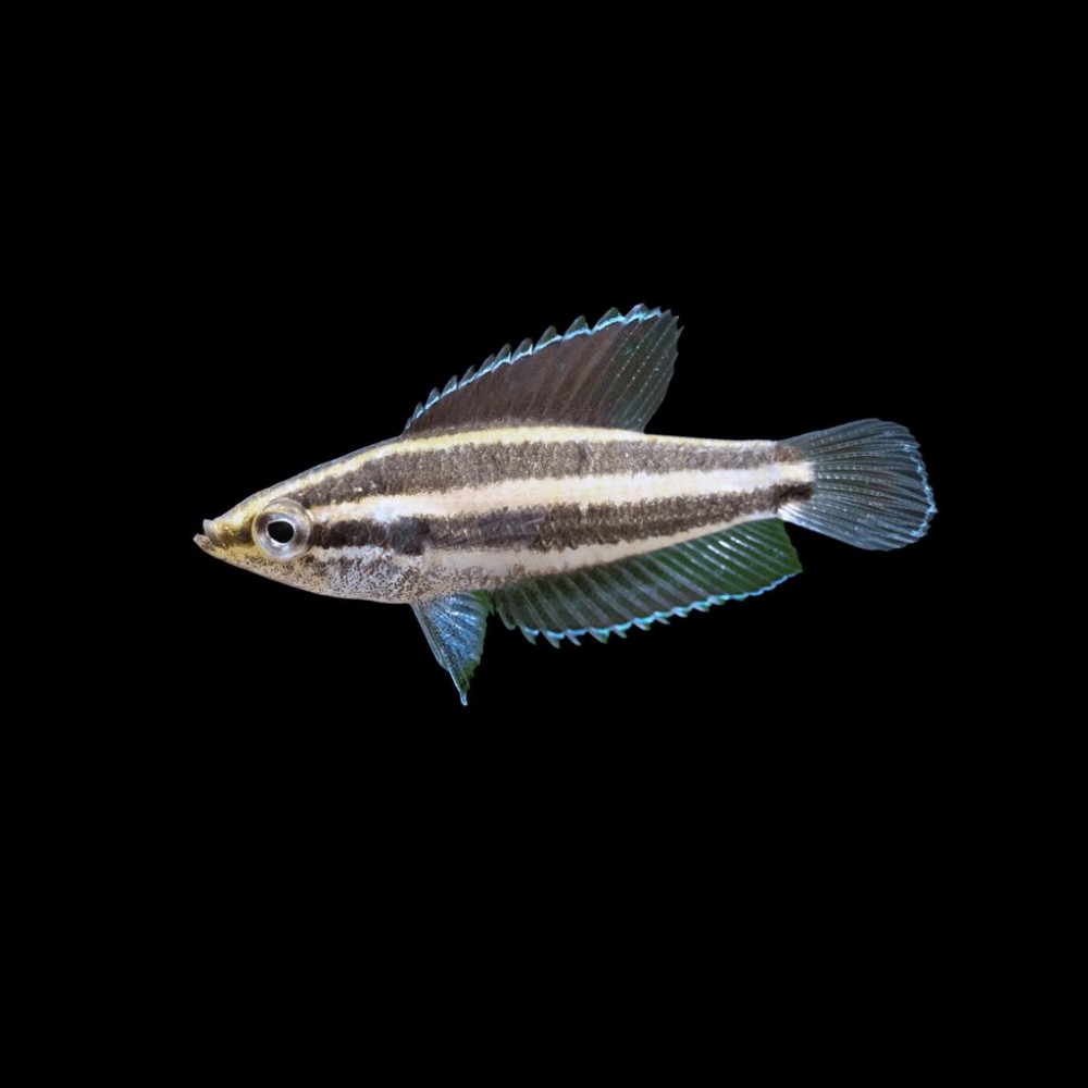 Licorice Gourami Moonspot main image 1